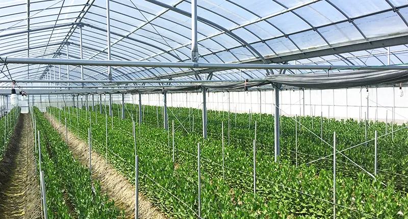 Automated curtains inside iron frame greenhouses